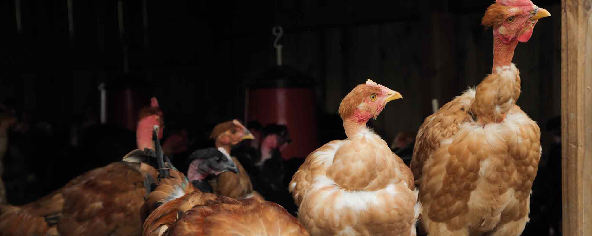 La Ferme du Coq à l’Âne - Les Produits de l'Île d'Yeu